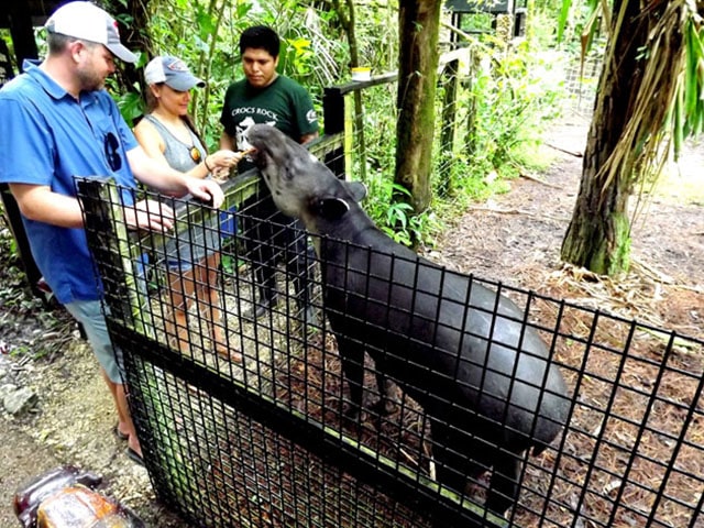 Travel and Tour Belize | Mayan Ruin Tour Belize| Cave tubing in Belize | Zipline in Belize | Belize Zoo Tour | Transfer and Shuttle service in Belize.